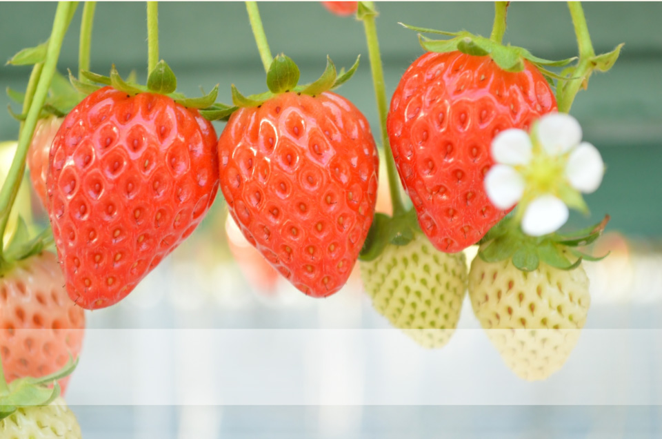 電車に乗って、いちご狩りに行こう！