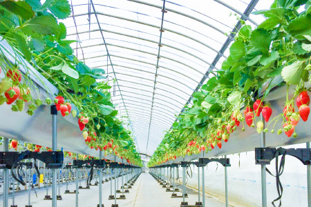 ビニールハウス